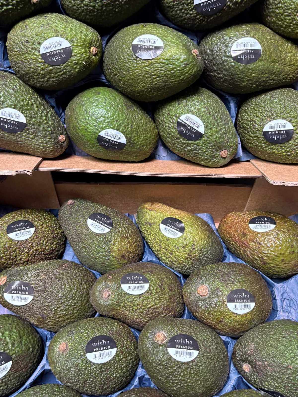 Avocat frais du Chili – fruit crémeux à la pièce