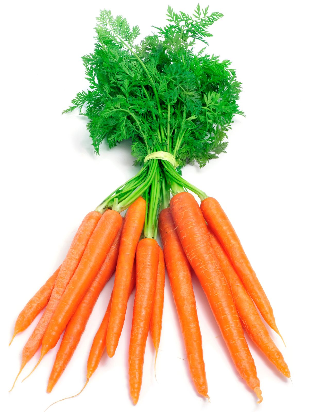 Carottes fraîches en botte de Belgique avec fanes – légumes croquants et riches en vitamines