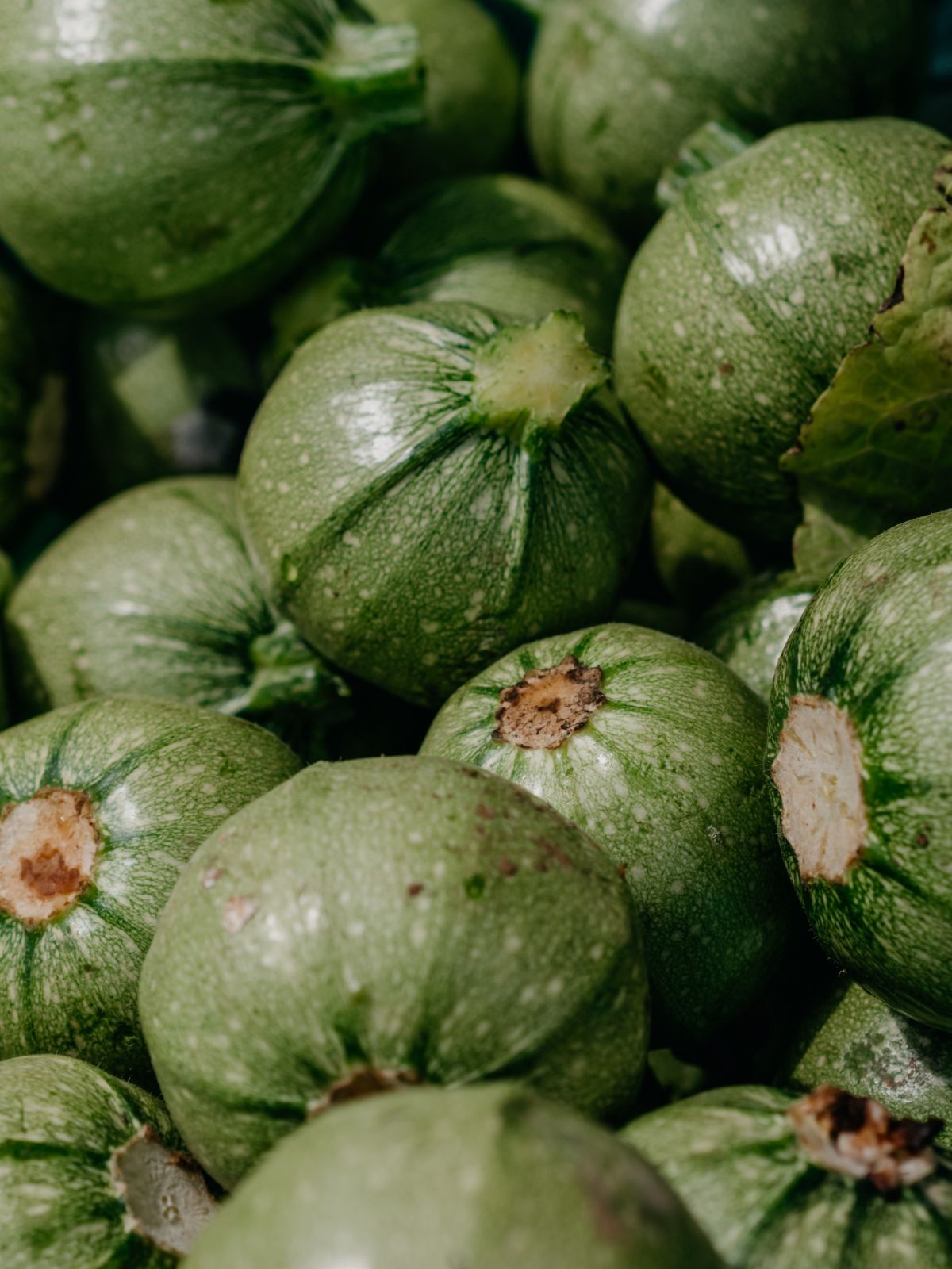 Courgettes rondes de Nice belges fraîches – légumes de saison pour farcir ou cuisiner au four